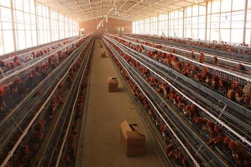 養雞場通風降溫設備該選什么