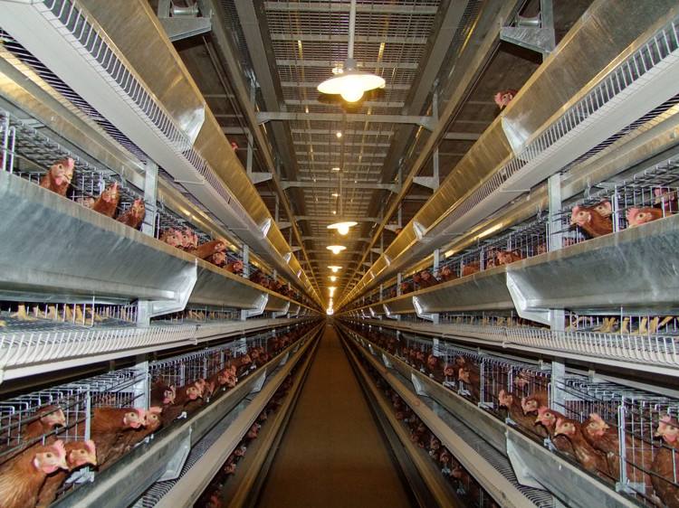 雞舍冬天通風 雞舍冬天通風