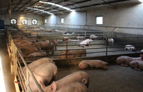 臨沂養豬場通風降溫設備介紹,怎么選擇通風降溫設備